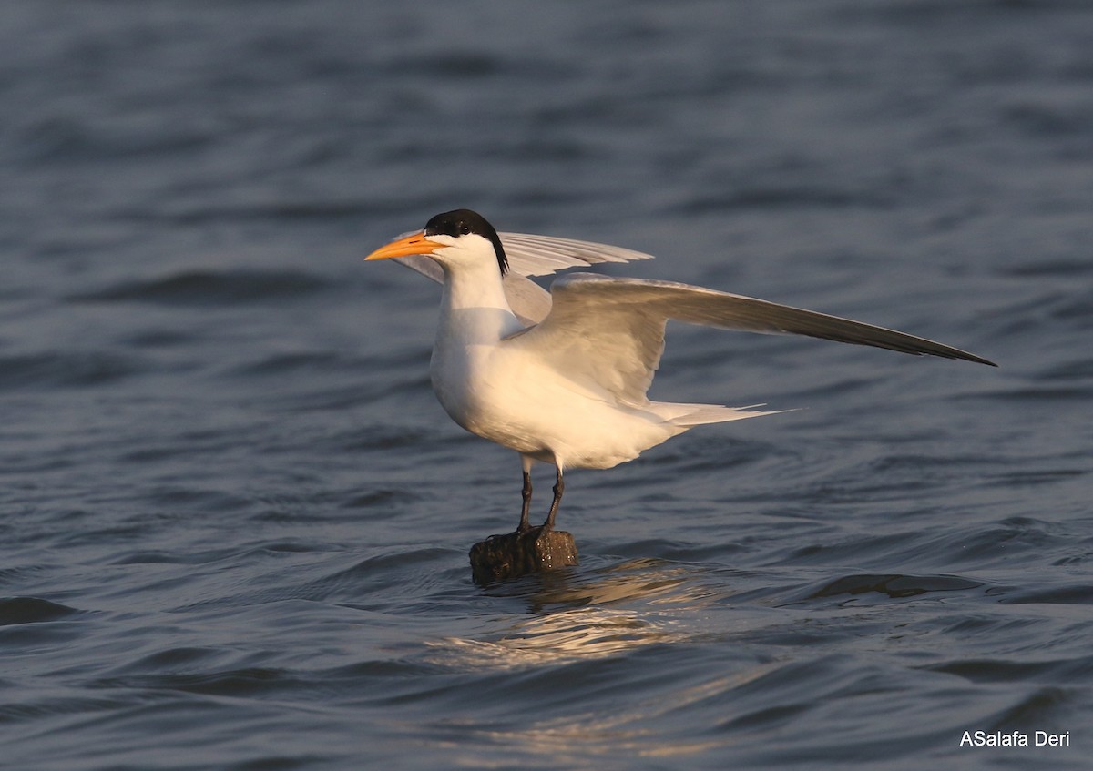 Lesser Crested Tern - ML356384341