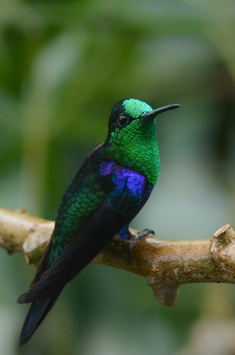 Crowned Woodnymph (Green-crowned/Emerald-bellied) - ML35638831