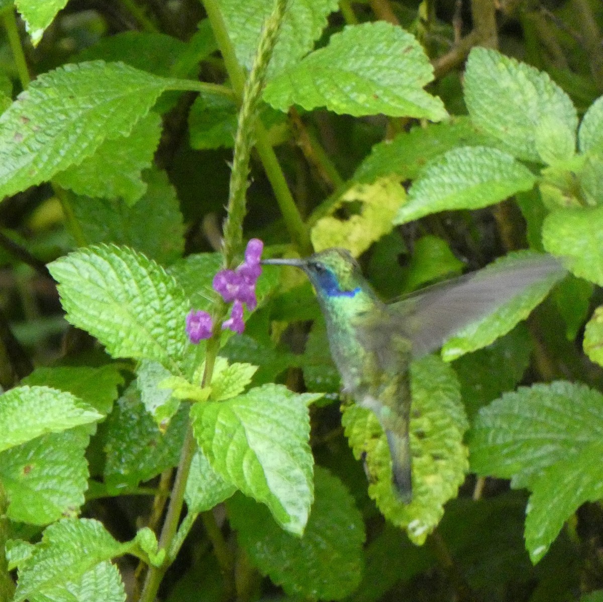 kolibřík modrouchý - ML356388771
