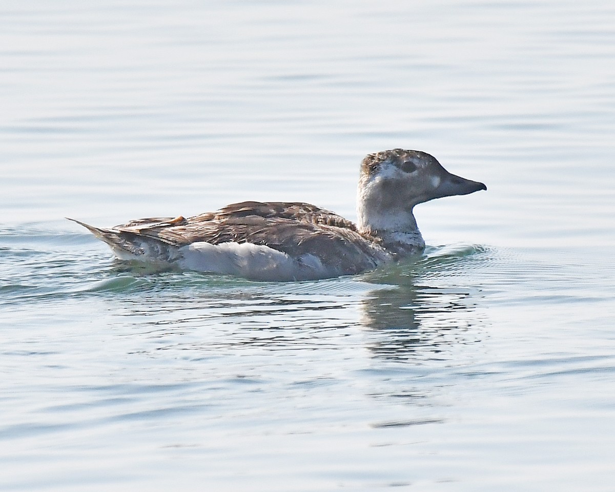 Long-tailed Duck - ML356389281