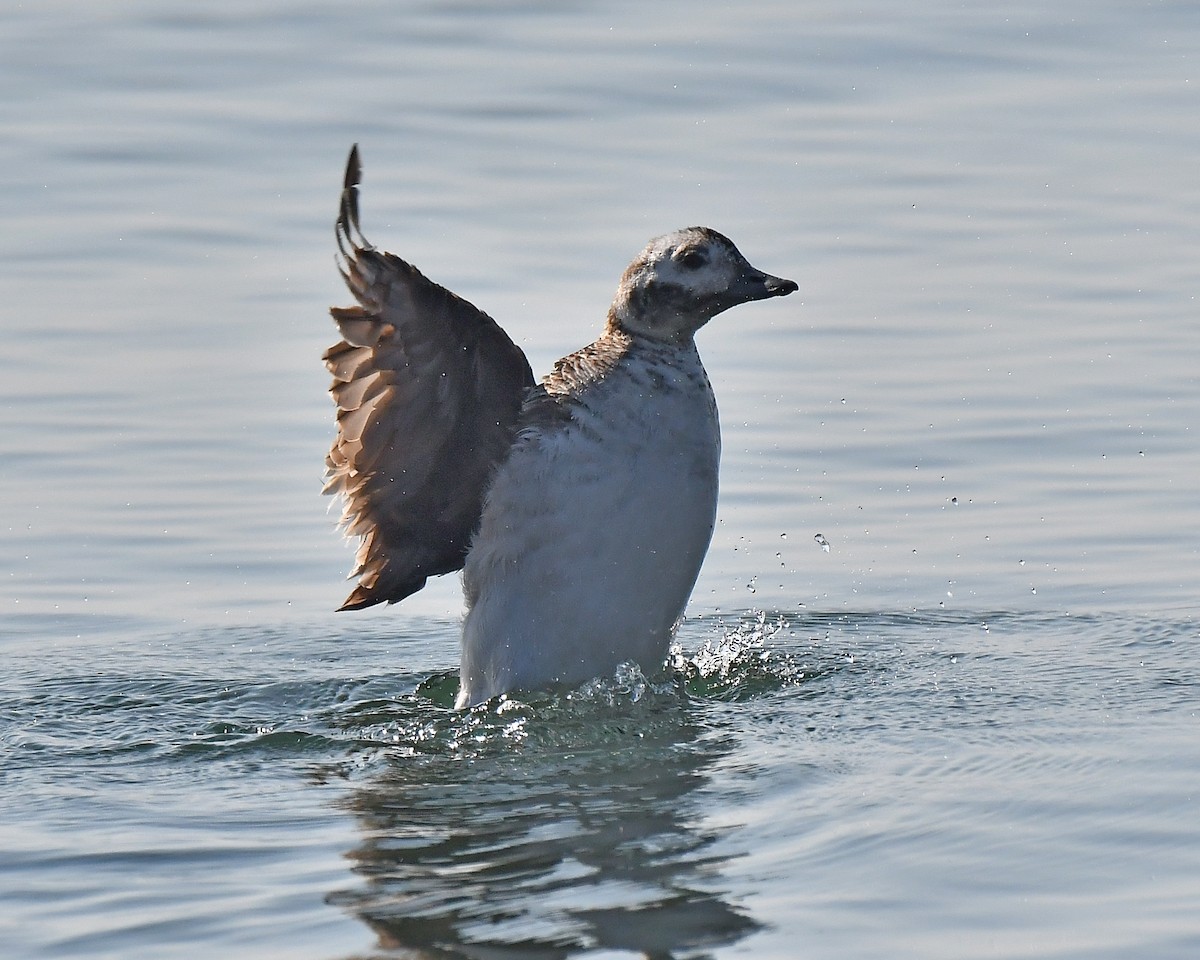 Long-tailed Duck - ML356389291