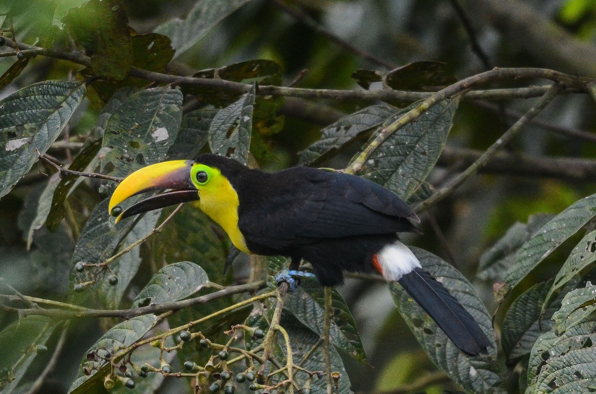 Yellow-throated Toucan (Chestnut-mandibled) - ML35639151