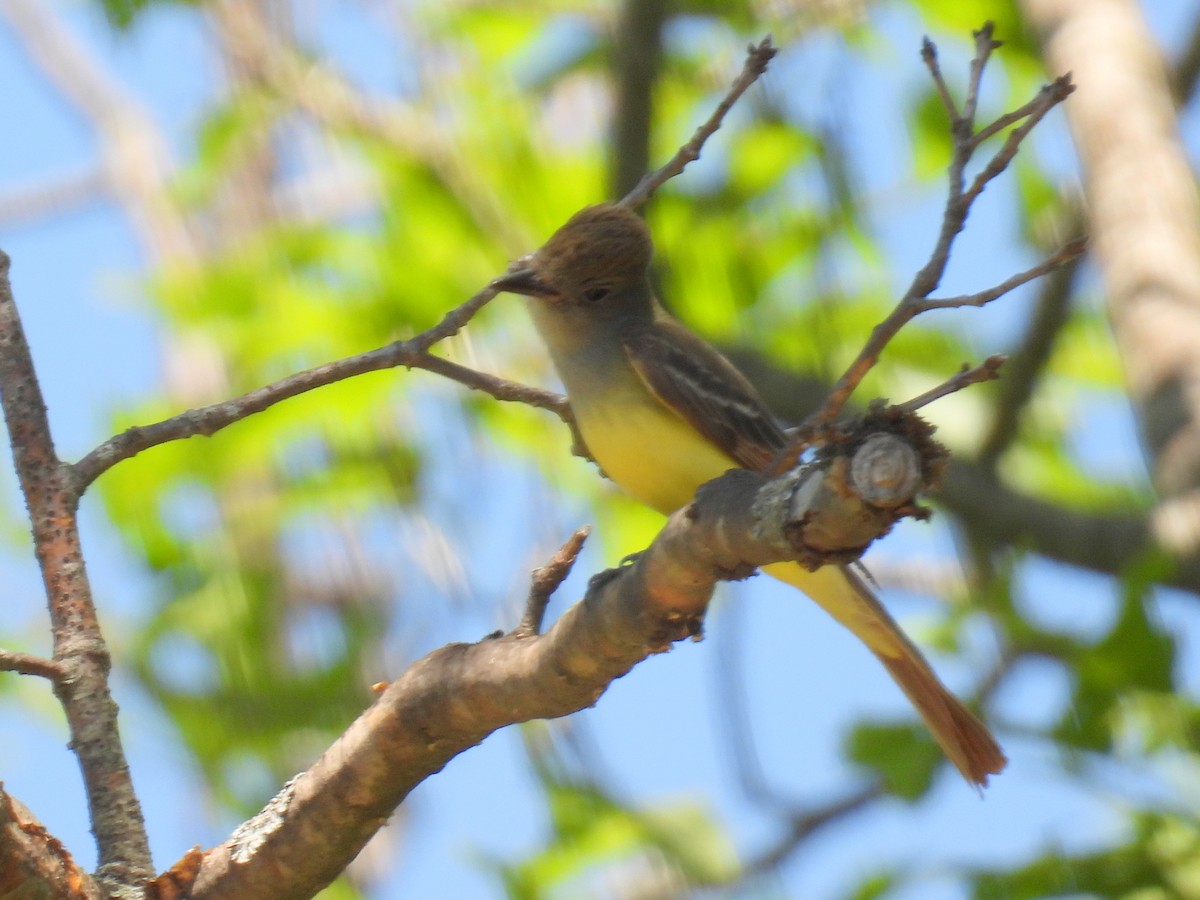 Great Crested Flycatcher - ML356400391