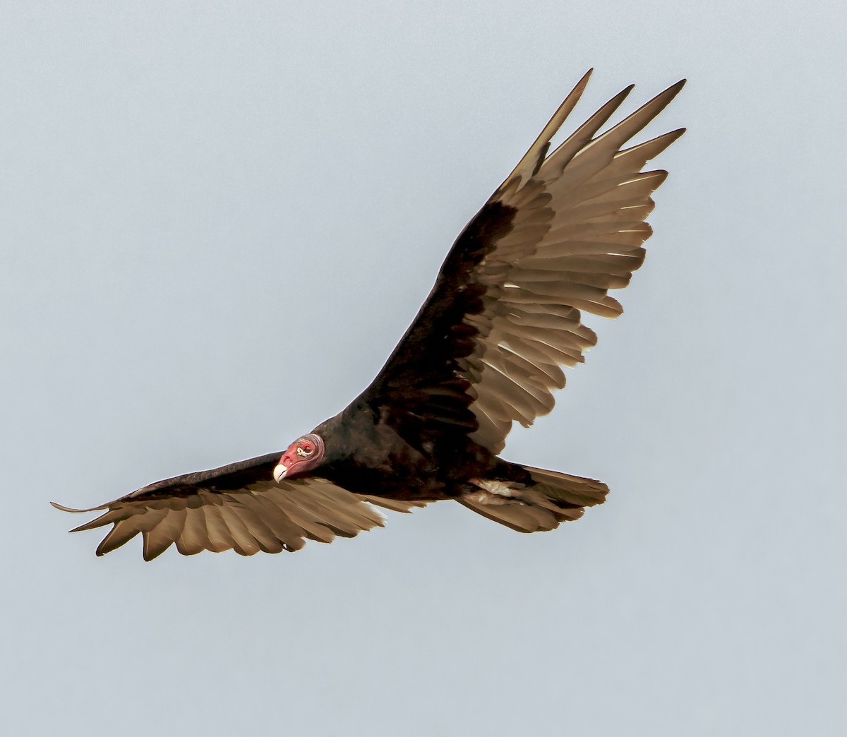 Turkey Vulture - Tom Gannon
