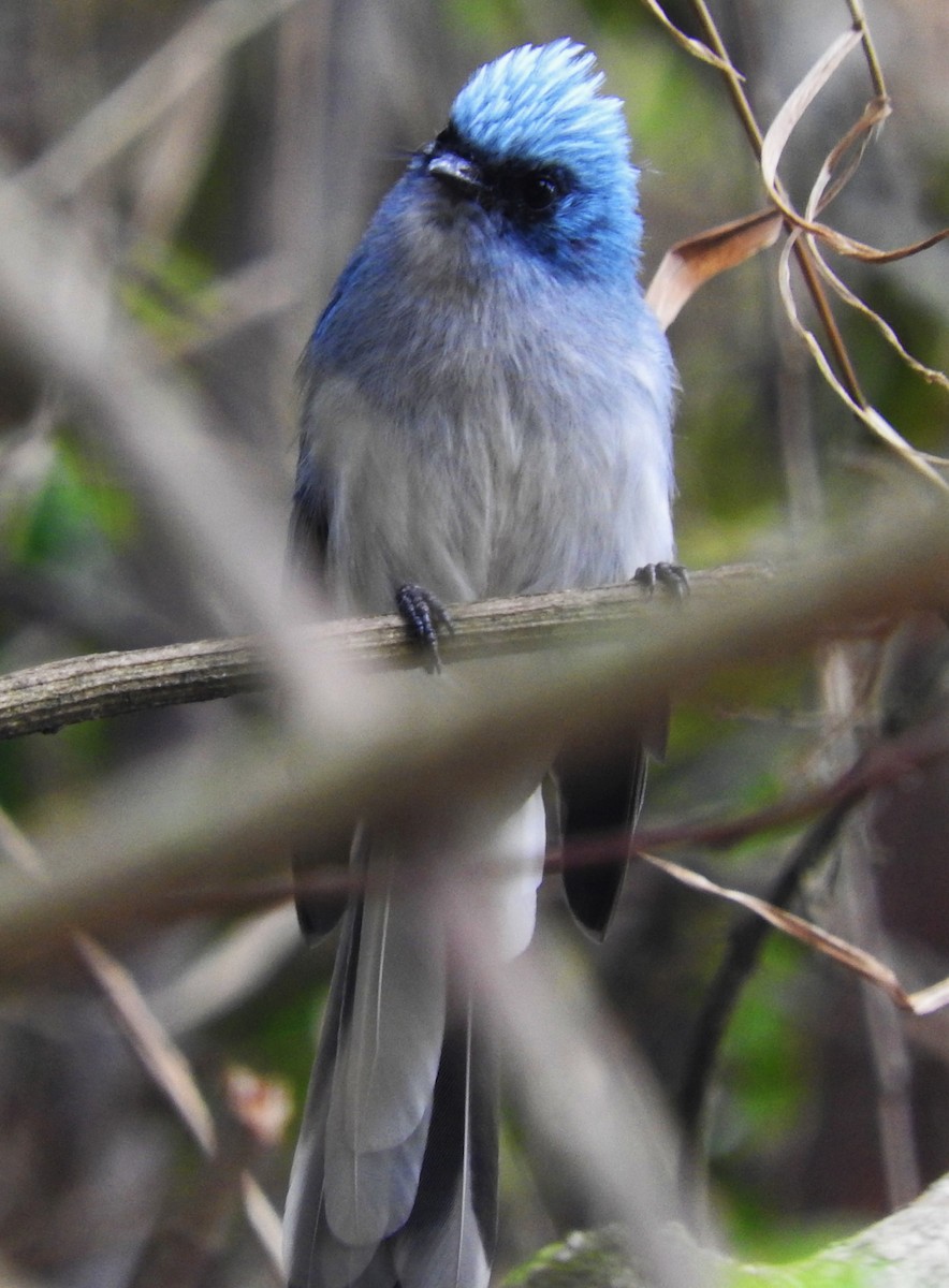 White-tailed Blue Flycatcher - ML356407361