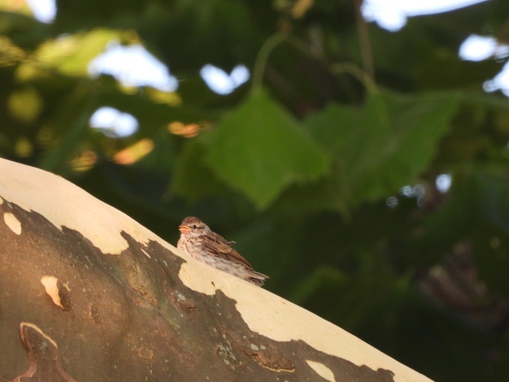 Chipping Sparrow - ML356409321