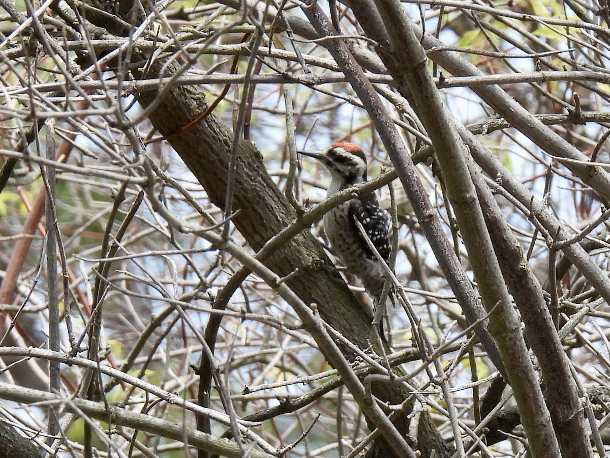 Nuttall's Woodpecker - ML356410251
