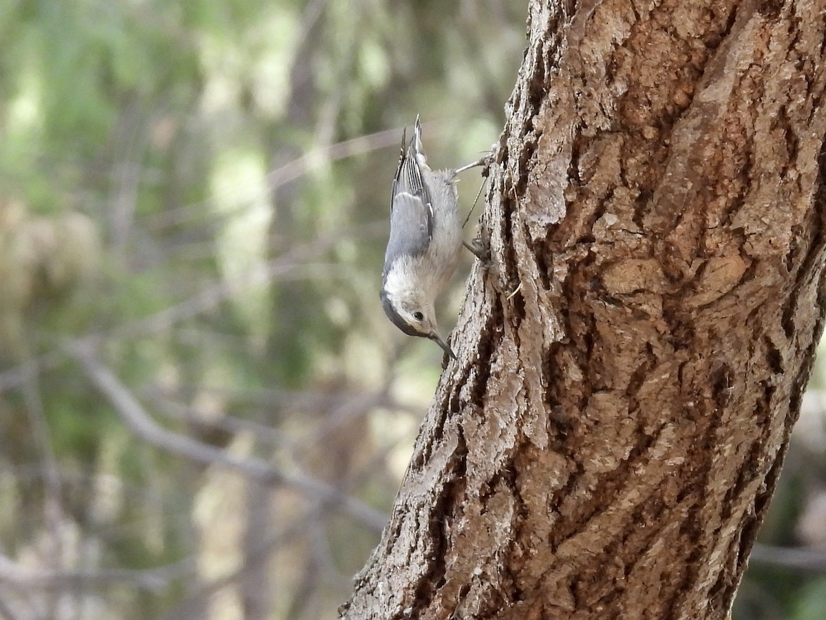 White-breasted Nuthatch - ML356410411