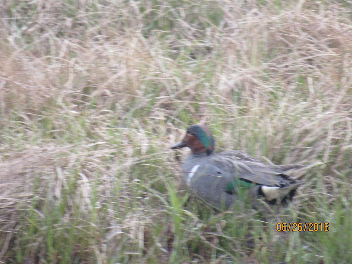 Green-winged Teal - Rhiannon Thunell