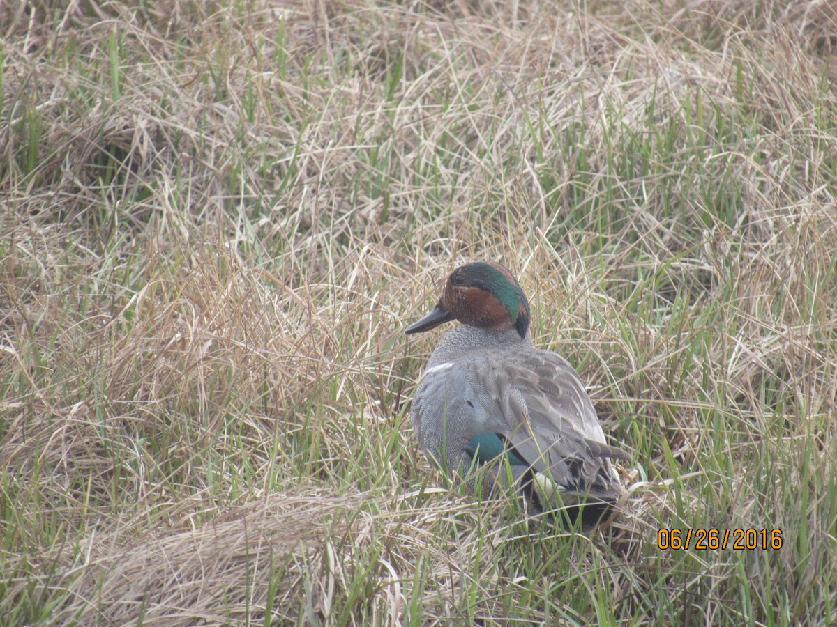 Green-winged Teal - ML35641391