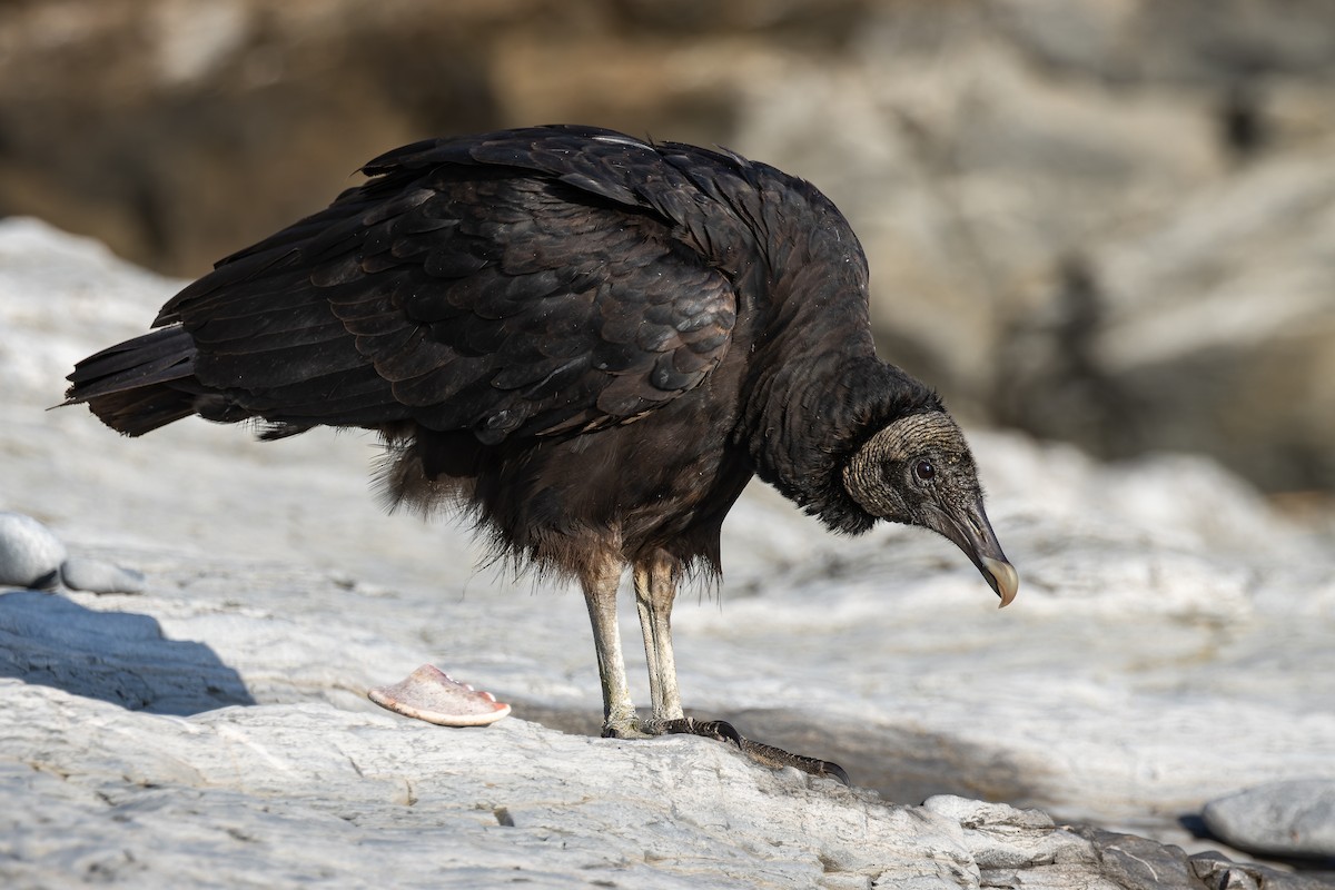 Black Vulture - ML356414491