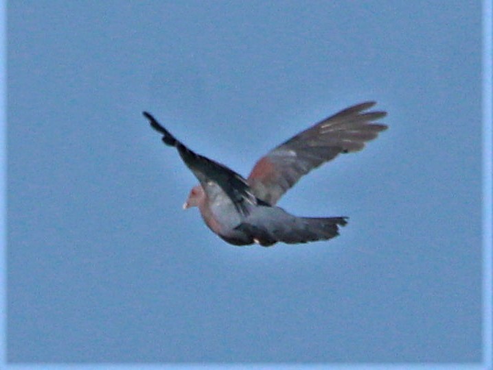 Red-billed Pigeon - ML356415541
