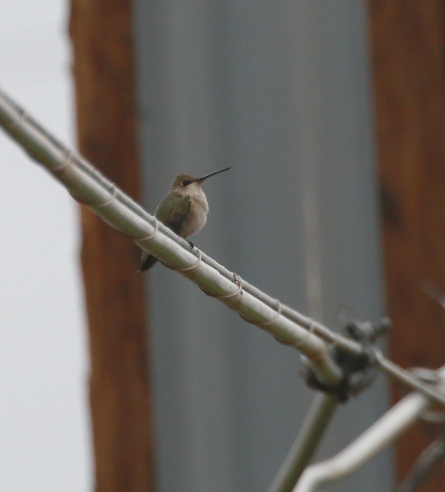 hummingbird sp. - ML35641581