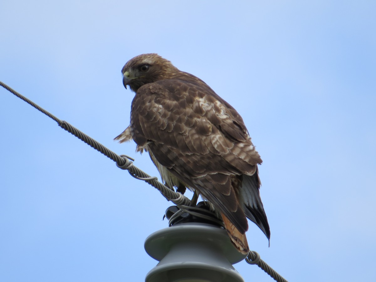 Red-tailed Hawk - ML35641701