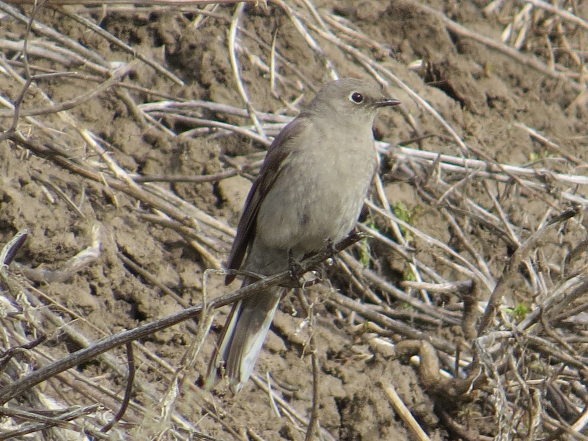 Townsend's Solitaire - ML35641781