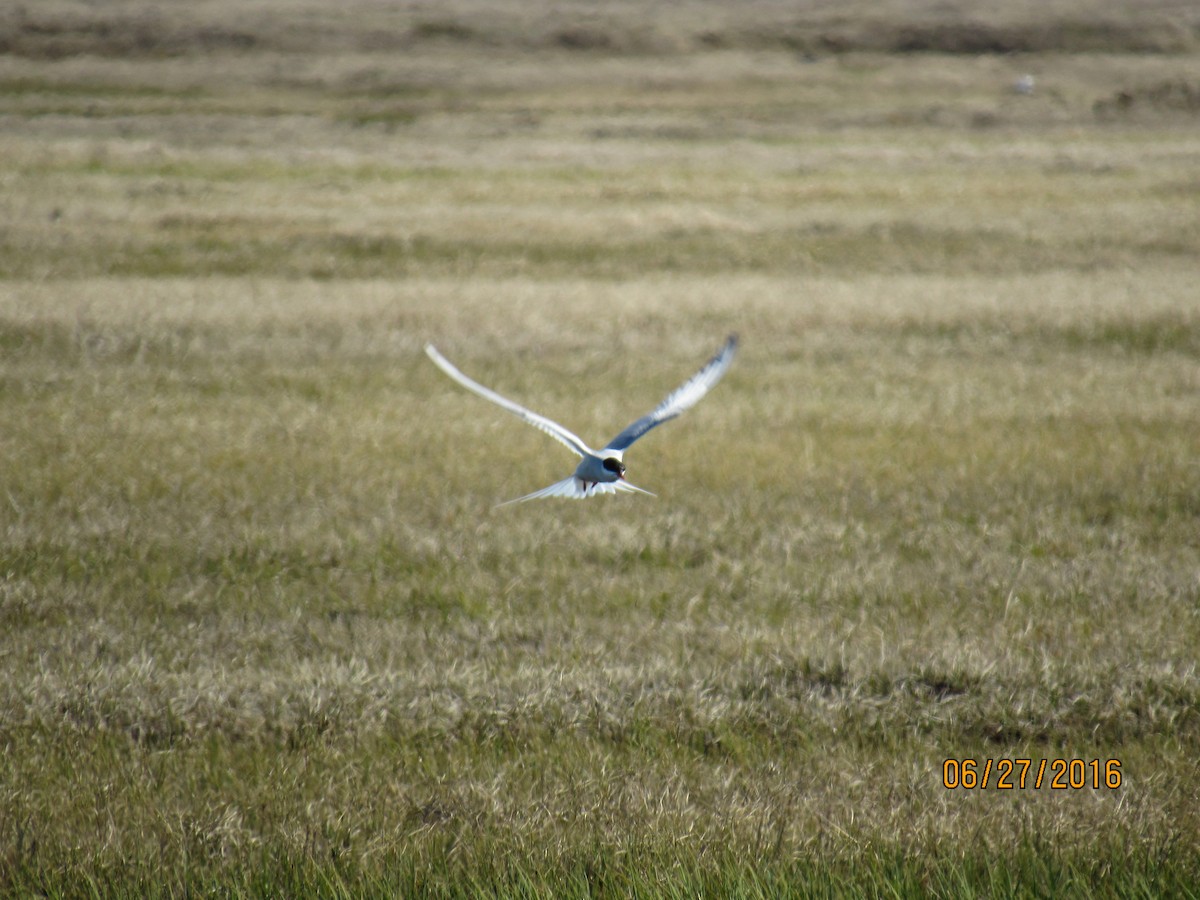 Arctic Tern - Rhiannon Thunell