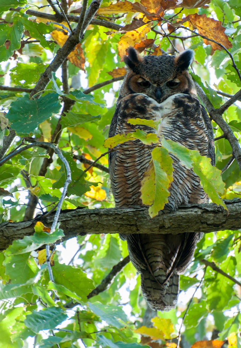 Great Horned Owl - ML35641991