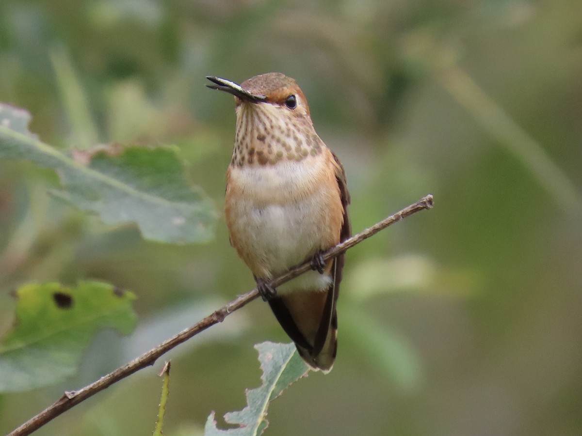 Rufous/Allen's Hummingbird - ML356424281