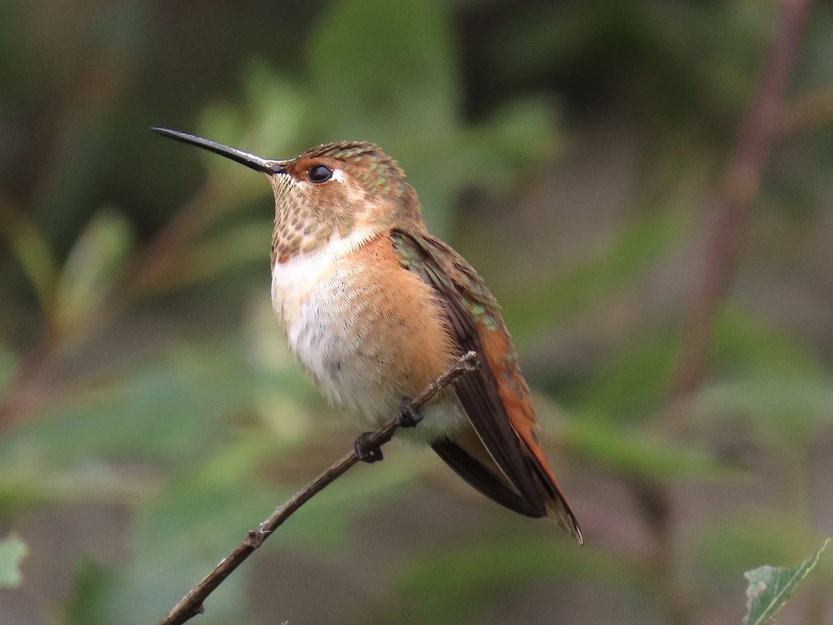 Rufous/Allen's Hummingbird - Alane Gray