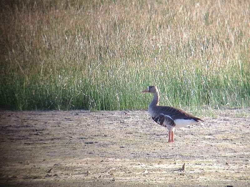 Greater White-fronted Goose (Western) - Tim Lenz