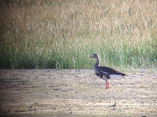Greater White-fronted Goose (Western), ML35643941