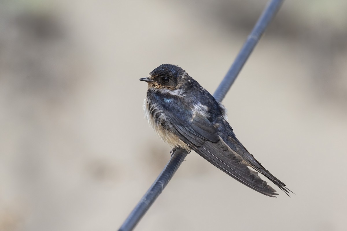 Barn Swallow - marlin harms