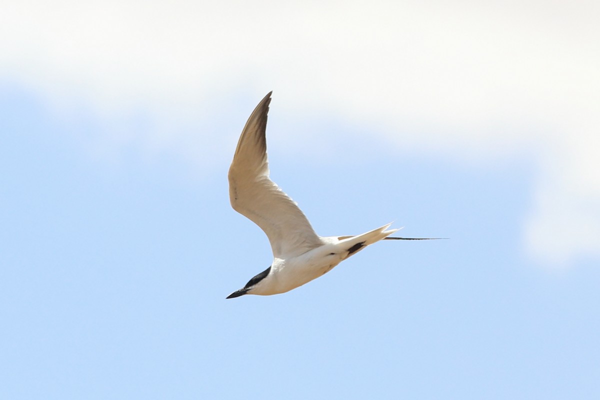Gull-billed Tern - Maojin Lang
