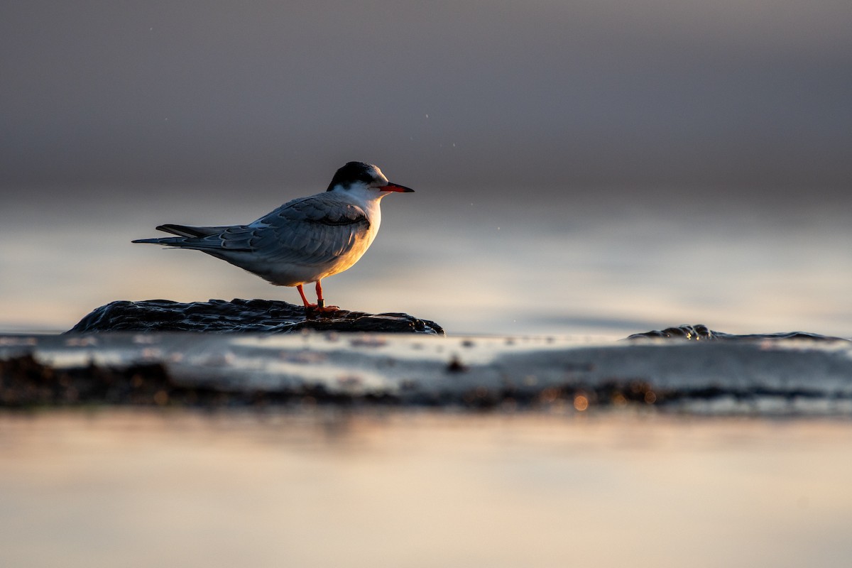 Common Tern - Matthew Bode