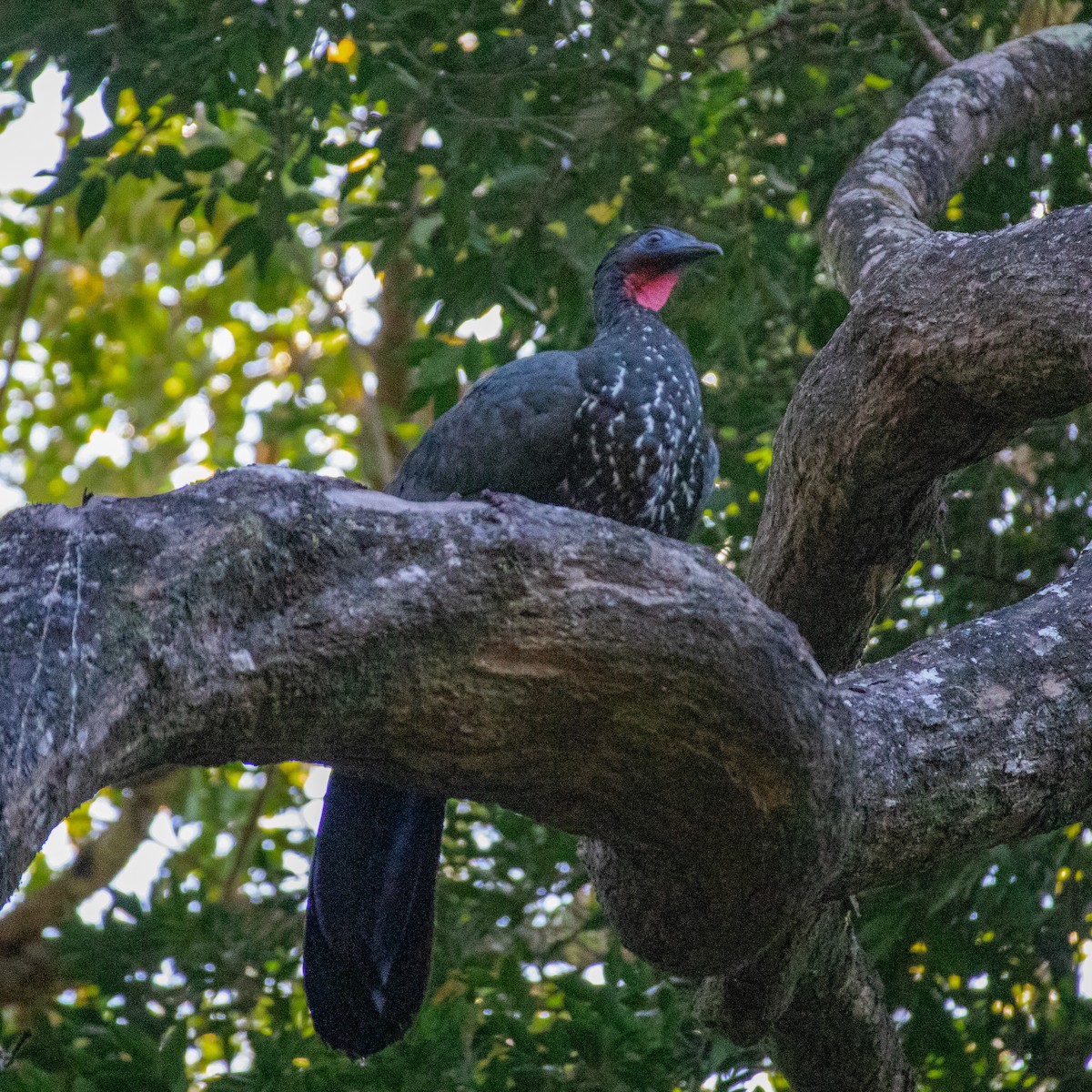 Crested Guan - ML356469221