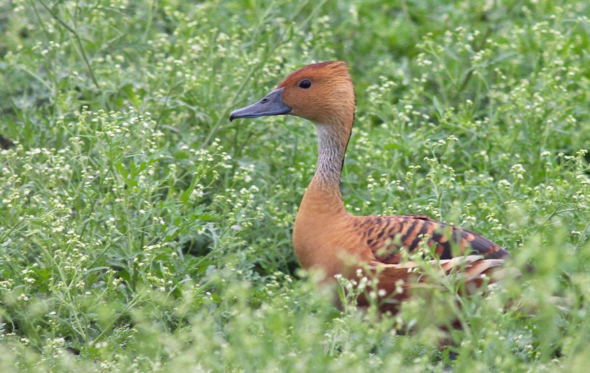 Fulvous Whistling-Duck - ML35646971