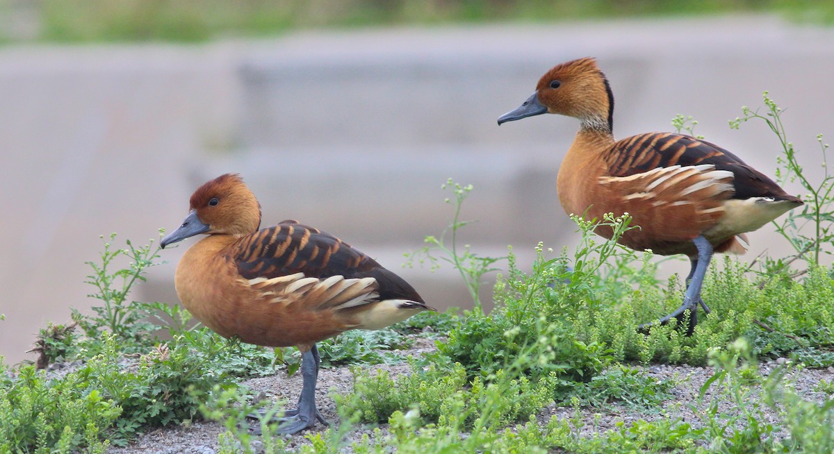 Fulvous Whistling-Duck - Shawn Billerman