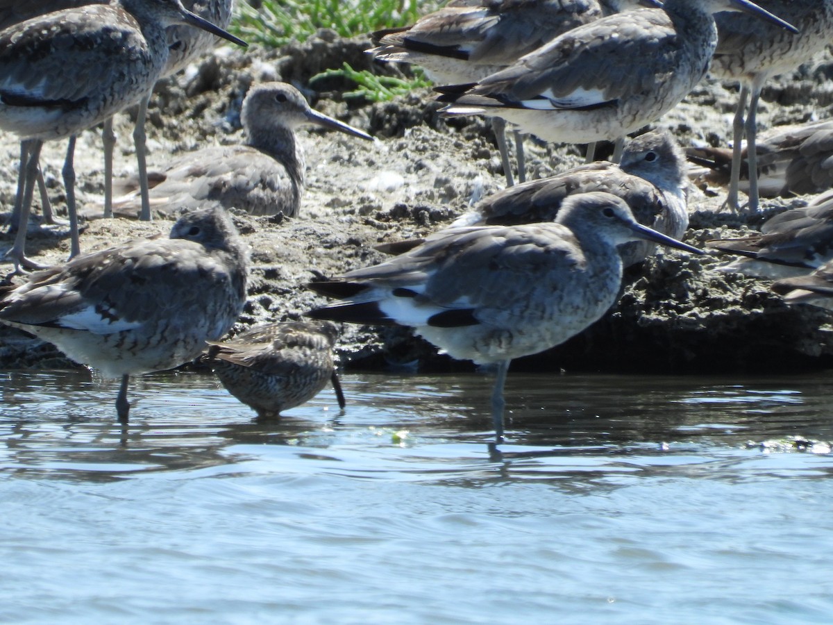 Long-billed Dowitcher - ML356472091