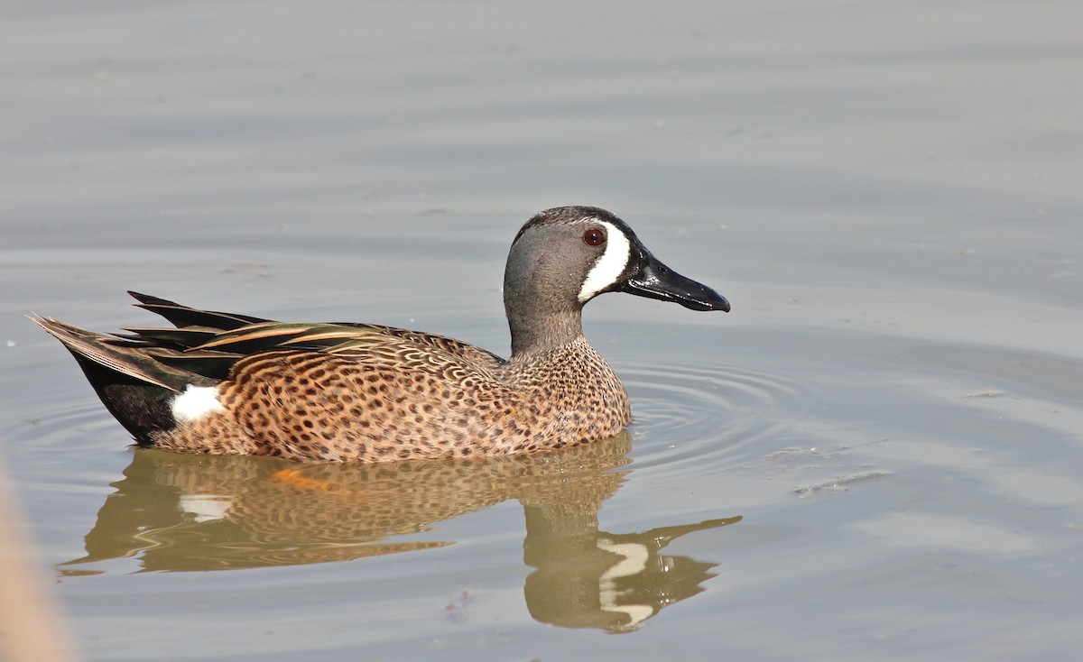Blue-winged Teal - ML35647451