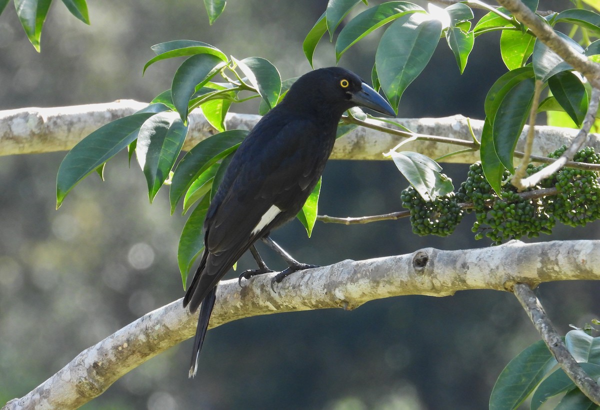 Pied Currawong - ML356475951