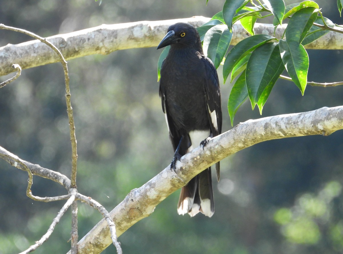 Pied Currawong - ML356475981