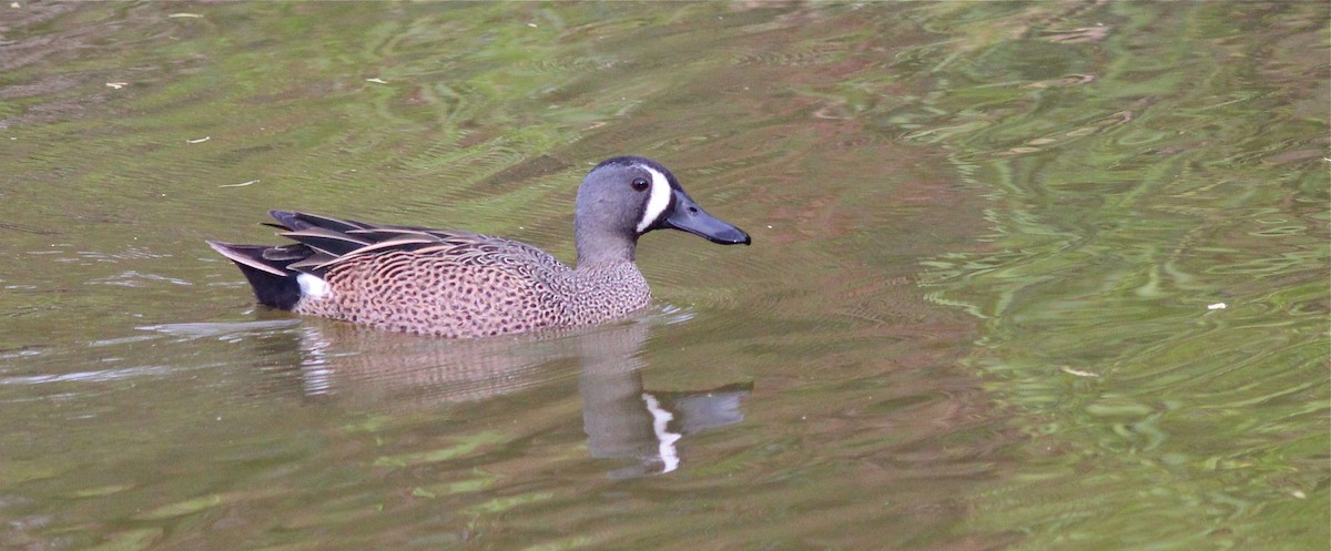 Blue-winged Teal - ML35647621