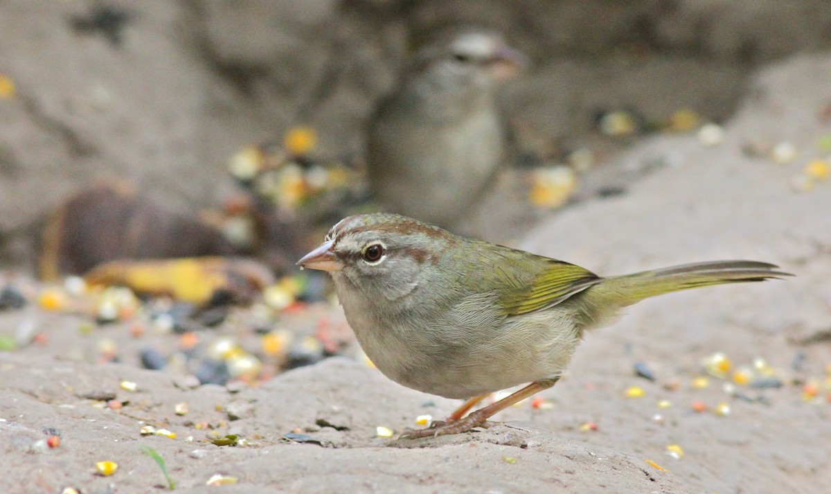 Olive Sparrow - ML35647811