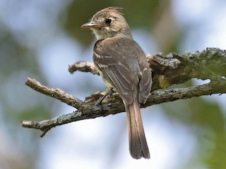 Pileated Flycatcher - eBird