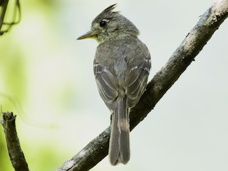 Pileated Flycatcher - eBird
