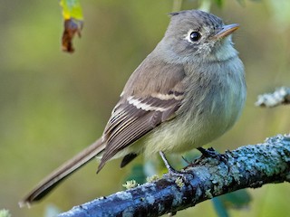  - Pileated Flycatcher