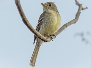  - Pileated Flycatcher