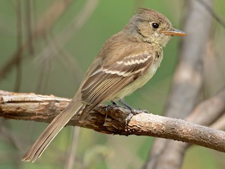  - Pileated Flycatcher