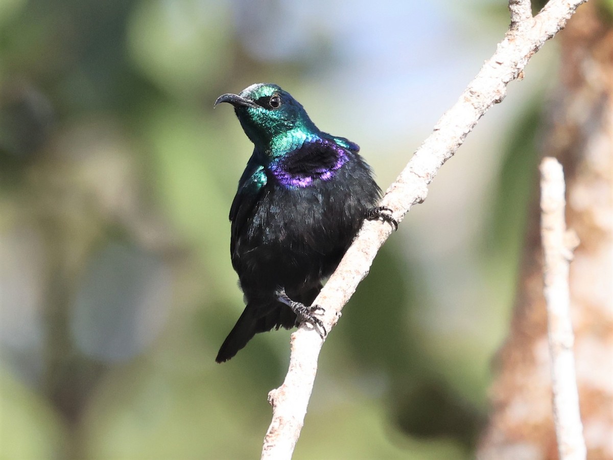 Violet-breasted Sunbird - Gottlieb Dandliker