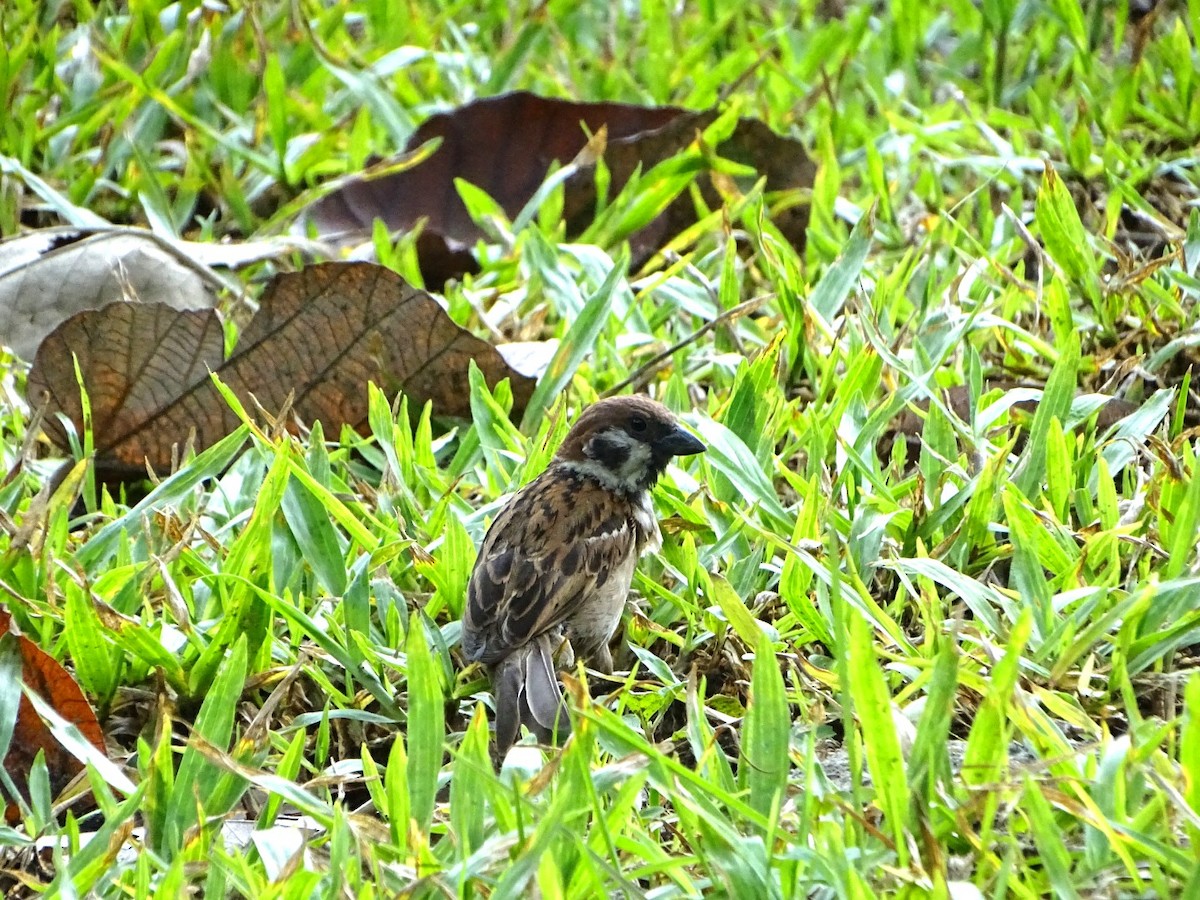 Eurasian Tree Sparrow - Chao-Ju Su