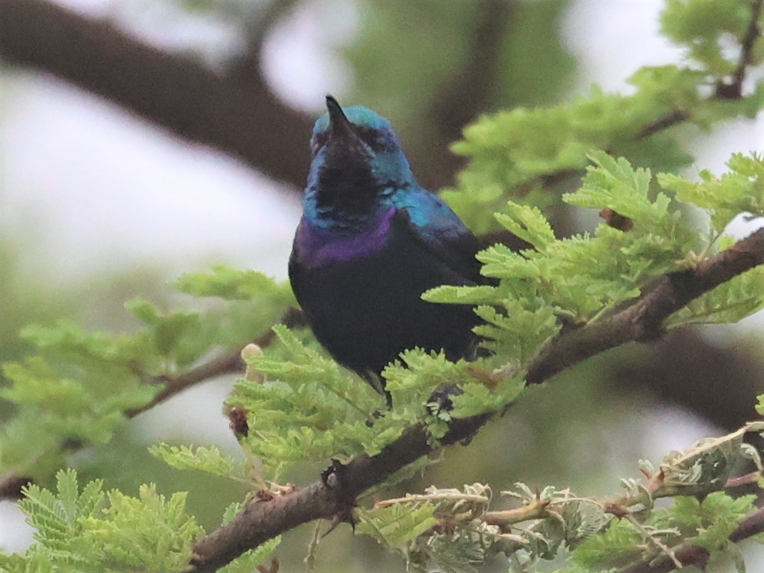 Violet-breasted Sunbird - ML356487801
