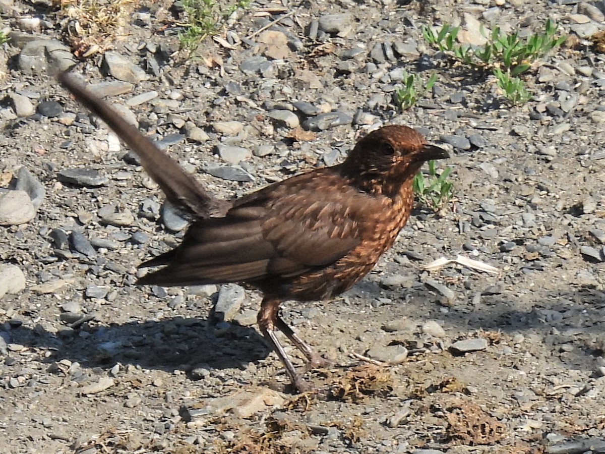 Eurasian Blackbird - ML356489081
