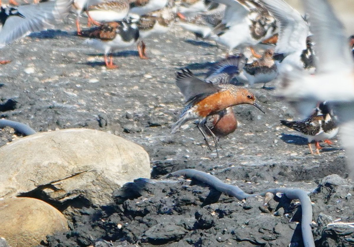 Red Knot - ML356499091
