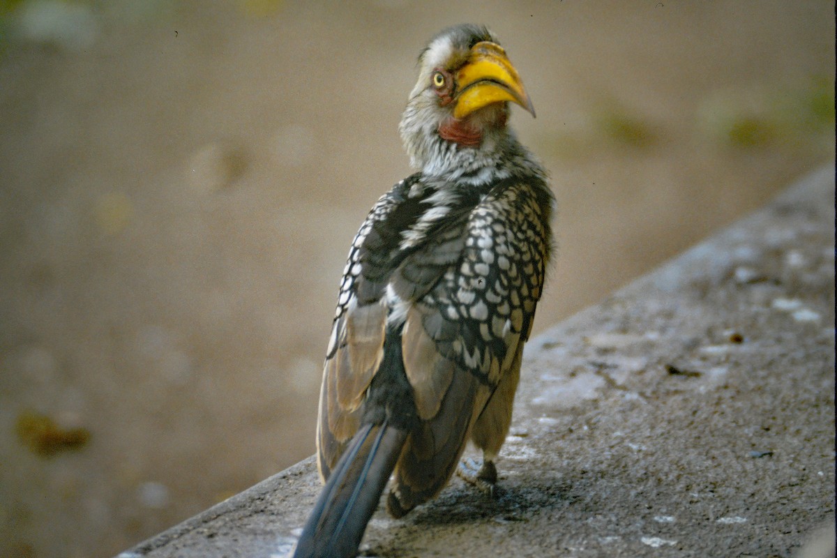 Southern Yellow-billed Hornbill - Gerd Schön