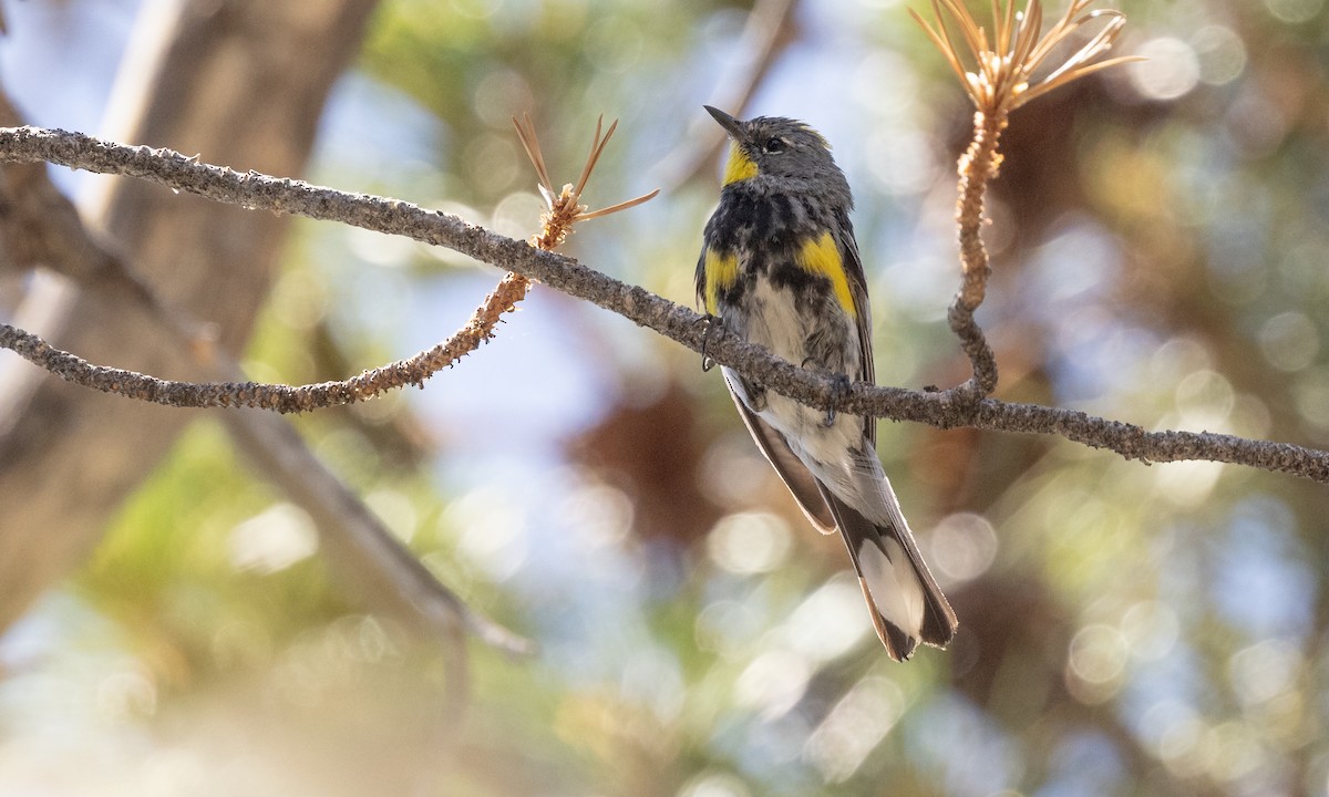 Yellow-rumped Warbler (Audubon's) - ML356504261