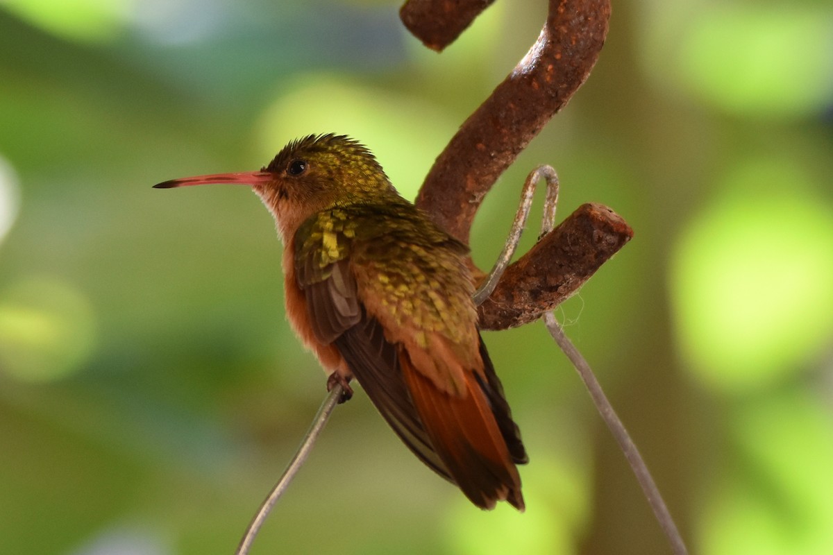 Cinnamon Hummingbird - raymundo martinez